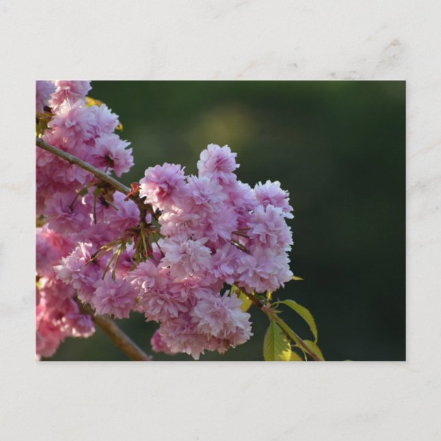 Körsbärsblomning  vykort (Framsida)