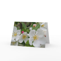 Körsbärsblomssorpresa Vikad Tacksamhetskort