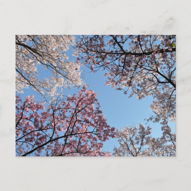 Körsbärsblomstak: Tokyo, Japan Vykort (Framsida)