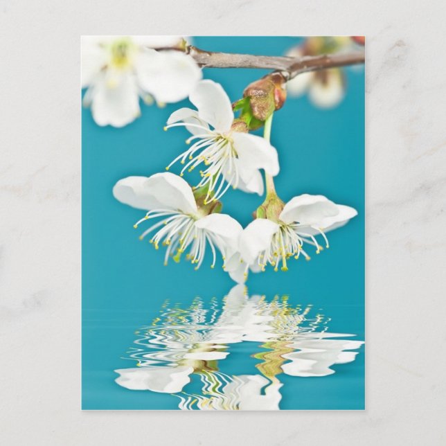 Körsbärsblomster vykort (Framsida)