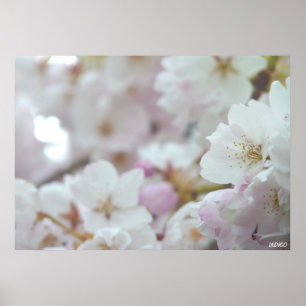 Körsbärsblomstermotiv Vit Blomma Affisch Print