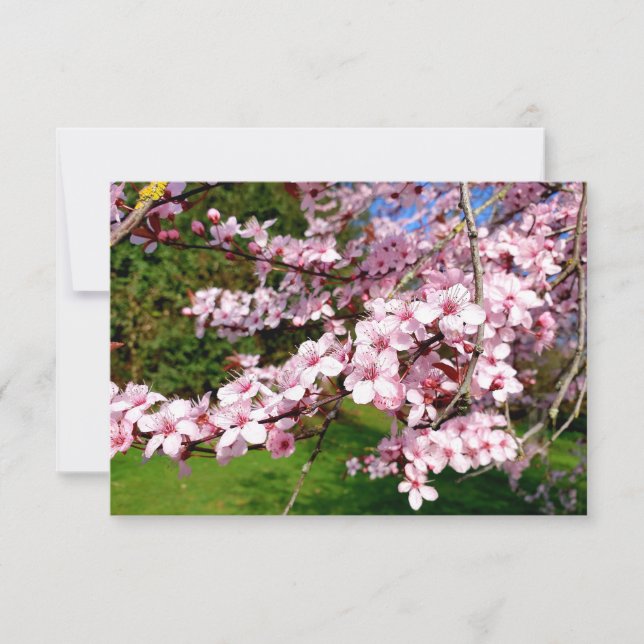 Körsbärsblomstrande träd i parken kort (Framsida)