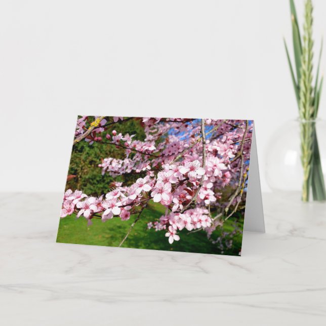 Körsbärsblomstrande träd i parken-kort kort (Framsida)