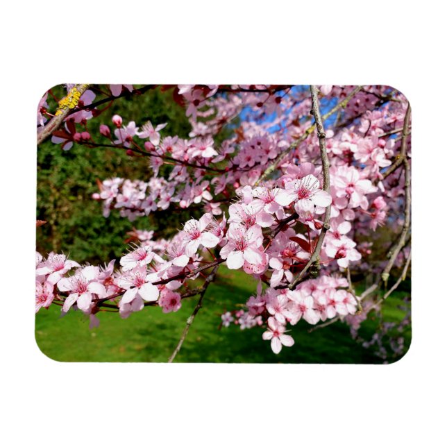 Körsbärsblomstrande Träd i Parken Magnet (Horisontell)