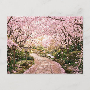 Körsbärsblomstrande träd vykort