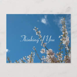 körsbärsfärs blommar i blå himmel som tänker på di vykort