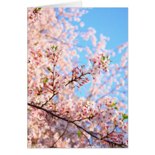 Körsbärskort för Blommar i Japan Hälsningskort