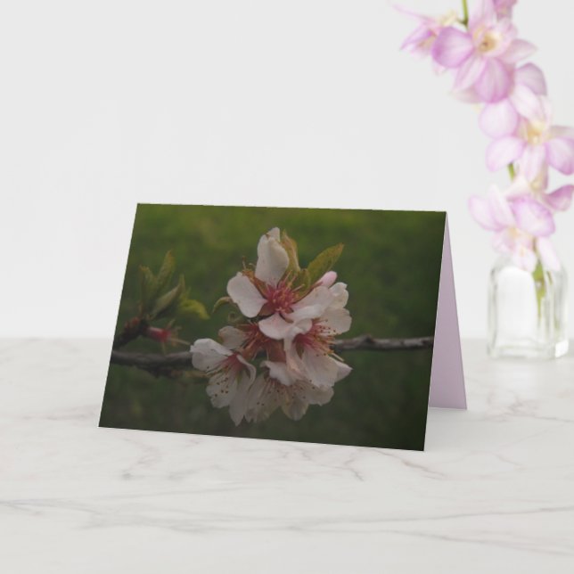 Körsbärskort för Blommigten Blommar med tom vikt Kort (Orkide)