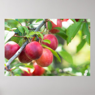 Körsbärsplommon i gren poster