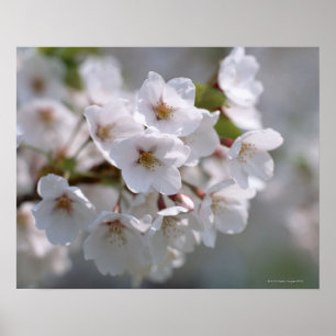 Körsbärsröd blommar 2 poster