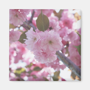 Körsbärsröd blommar 4 magnet