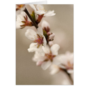 Körsbärsröd blommar hälsningskort