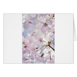 Körsbärsröd blommar hälsningskort
