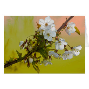 Körsbärsröd blommar hälsningskort