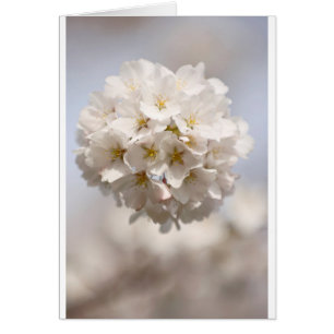 Körsbärsröd blommar hälsningskort
