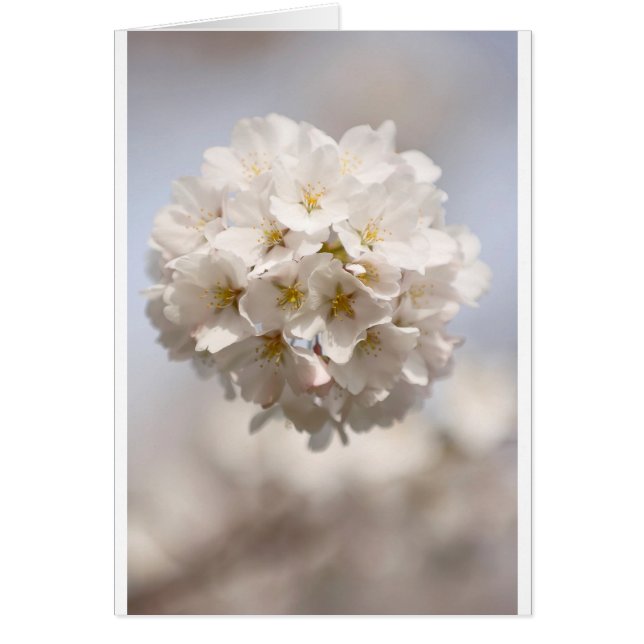 Körsbärsröd blommar hälsningskort (Framsidan)