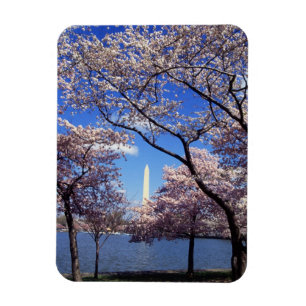 Körsbärsröd blommar i Washington DC Magnet