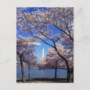 Körsbärsröd blommar i Washington DC Vykort
