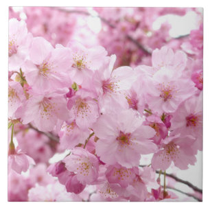 Körsbärsröd blommar kakelplatta