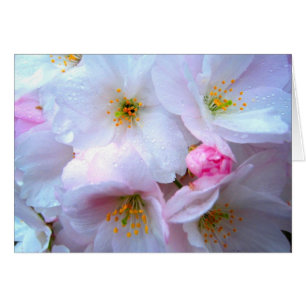 Körsbärsröd blommar - kort