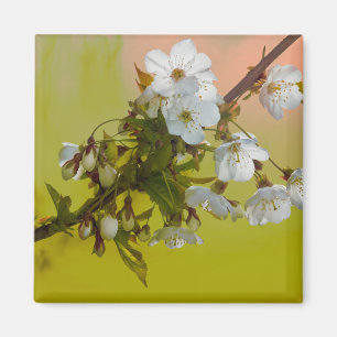 Körsbärsröd blommar magnet