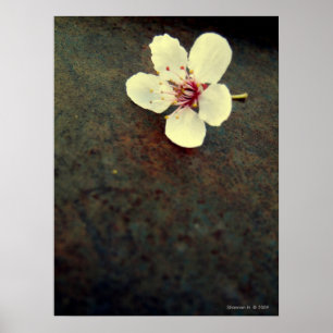 Körsbärsröd blommar på metallaffischen poster