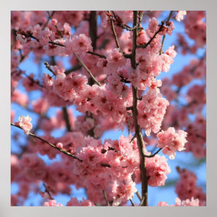 Körsbärsröd blommar poster