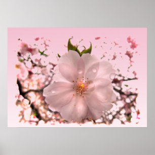 Körsbärsröd blommar poster