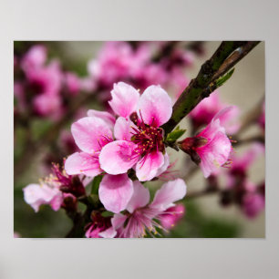 Körsbärsröd blommar poster