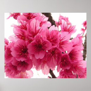 Körsbärsröd blommar poster