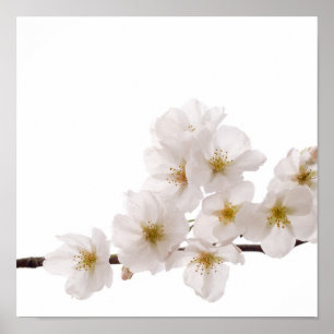 Körsbärsröd blommaraffisch för nätt vit poster
