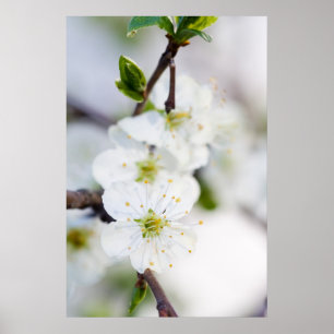 Körsbärsröd blommaraffisch/kanvastryck poster