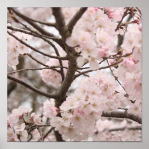Körsbärsröd blommaraffisch poster