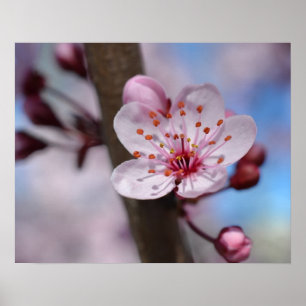 Körsbärsröd blommarblomma poster