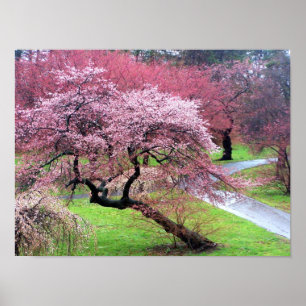 Körsbärsröd blommarLane Poster