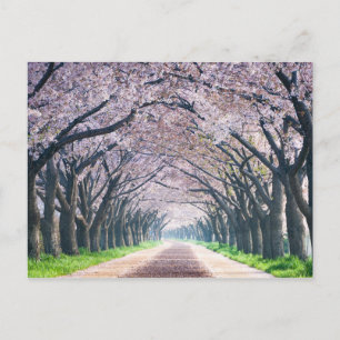 Körsbärsröd blommarLane Vykort