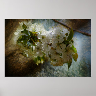 Körsbärsröd blommarunder poster
