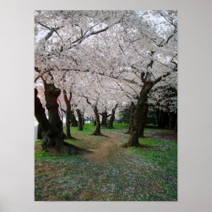 Körsbärsröd blommarväg 12x16 poster