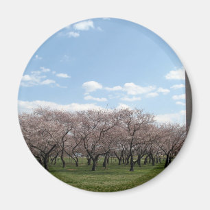 körsbärsröd blommarWashington dc Magnet