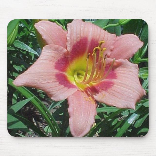 Körsbärsröd dundersuccéDaylily Musmatta (Framsidan)