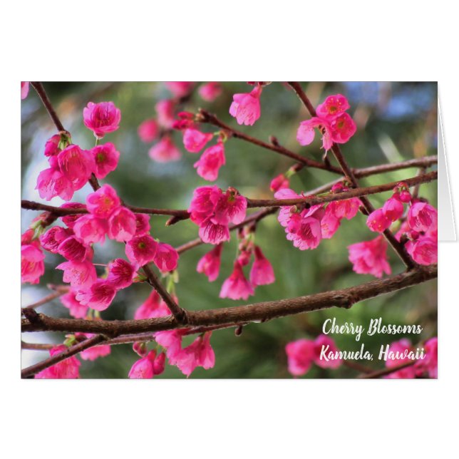 Körsbärsröda blommar hälsningskort (Framsidan Horizontal)