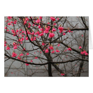 Körsbärsröda blommar hälsningskort
