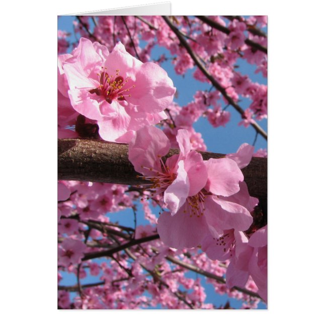 Körsbärsröda blommar hälsningskort (Framsidan)