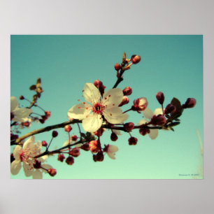 Körsbärsröda blommar i himmelaffischen poster
