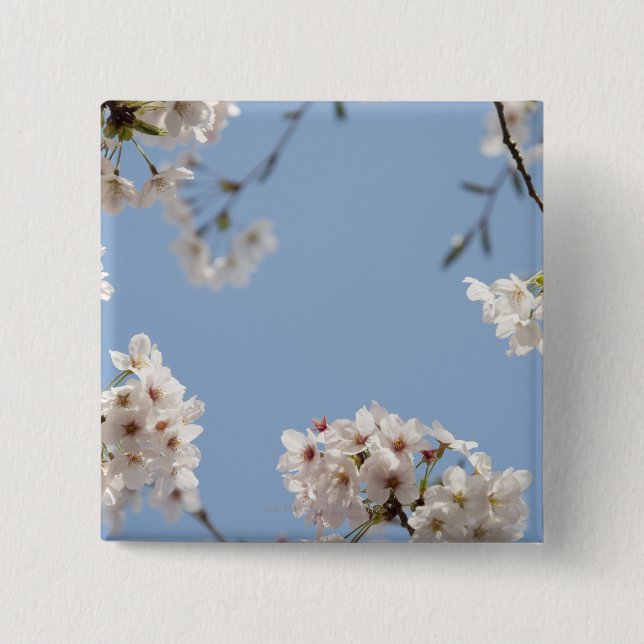 Körsbärsröda blommar knapp (Framsida)
