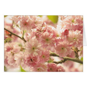 Körsbärsröda blommar OBS kort