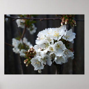 Körsbärsröda blommar poster