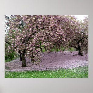 Körsbärsröda blommar poster