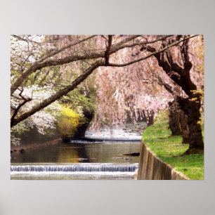 Körsbärsröda blommar vid mala strömmer poster