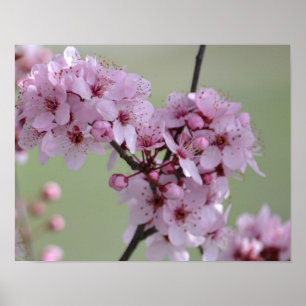 Körsbärsröda blommarblommor poster